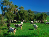 Dairy Cattle Grazing on Property Between Towns of Berry and Kiama, New South Wales, Australia Photographie par Barnett Ross