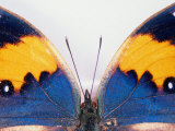 Detail of a Butterfly Body and Wings, Wolong Ziran Baohuqu, China Photographic Print by Keren Su