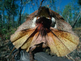 Frilled Lizard (Chlamydosaurus Kingii) in Defensive Pose, Kakadu National Park, Australia Photographic Print by David Curl