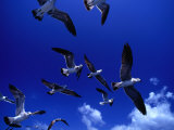 Flock of Franklin's Gulls (Larus Pixpican) in Flight, Costa Rica Photographic Print by Alfredo Maiquez