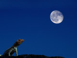 Lava Lizard (Tropidurus Sp.) Beneath a Full Moon, Galapagos, Ecuador Photographic Print by Mark Newman