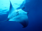 Underside of Manta Ray Between Batteaux Bay and Little Tobago Island, Trinidad & Tobago Reprodukcja zdjęcia autor Michael Lawrence