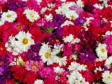 Flowers in the Devarajah Market, Mysore, Karnataka, India Fotografie-Druck von Greg Elms