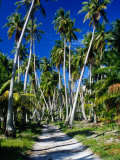 Gravel Road Through Palm Trees, French Polynesia Photographie par Jean-Bernard Carillet