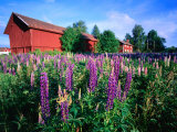 Field of Flowering Lupins and Traditional Red Farm Building, Floda, Dalarna, Sweden Photographic Print by Anders Blomqvist