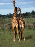 Male Giraffes (Giraffa Camelopardalis), Ngorongoro Conservation Area, Arusha, Tanzania Photographic Print by Mitch Reardon