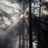 Sunlight and Fog Through Redwood Trees on Mendocino Coast Near Navarro River, Mendocino, USA Photographie par Wes Walker