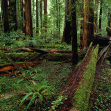Redwood Trees, Ferns and Sorrell, Humboldt Redwoods State Park, USA Photographie par Wes Walker