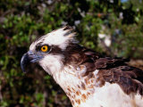 Osprey (Pandion Haliaetus) in Florida Keys, USA Photographie par Lee Foster