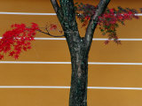Bright Red Maple Leaves Against a Yellow Temple Wall, Kyoto, Kinki, Japan, Photographie par Frank Carter