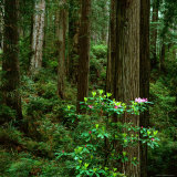 Rhododendron Bush in Front of Redwood Trees, Redwood National Park, USA Fotografisk tryk af Wes Walker Rhododendron Bush in Front of Redwood Trees, Redwood National Park, USA Fotografisk tryk af Wes Walker