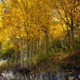 Golden Aspen Trees Near Silver Lake, Sierra Nevada Mountains, Silver Lake, USA Photographic Print by Wes Walker