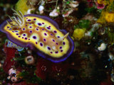 Nudibranchs (Phyllidia Pustulosa) at Dreadlocks, Savusavu, Fiji Photographie par Casey Mahaney