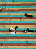 Anders Blomqvist - Goats Resting on the Tulsi Ghats, Varanasi, Uttar Pradesh, India - Fotografik Baskı