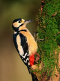 Male Great Spotted Woodpecker (Dendrocopos Major), United Kingdom Photographic Print by David Tipling