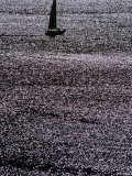 Yacht Sailing into Piraeus at Last Light, Athens, Attica, Greece Photographie par Setchfield Neil