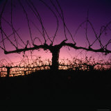 Chardonnay Cordon at Sunset on the Walker Ranch in the Napa Valley, California, USA Photographie par Wes Walker