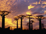 Giant Baobabs (Adansonia Grandidieri), Toliara, Madagascar Photographie par Karl Lehmann