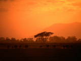 Wildebeest (Connochaetes Taurinus) Running at Sunset, Amboseli National Park, Kenya Photographie par Ariadne Van Zandbergen