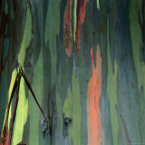 Detail of Eucalyptus Tree Bark, Haleakala National Park, Maui, Hawaii, USA Photographie par Wes Walker