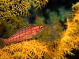 Longnosed-Hawkfish (Oxycirrites Typus), Solomon Islands Photographic Print by Casey Mahaney