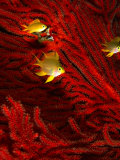 Juvenile Golden Damsels in Branches of Red Seafan in Fantasy Dome, Fiji Photographic Print by Casey Mahaney