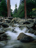 Yosemite Creek, Yosemite National Park, California, USA Photographic Print by Curtis Martin