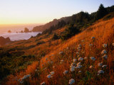 Morning Light Over Mushrooms in Cape Ferrelo, Boardman State Park, Brookings, USA Photographic Print by Brent Winebrenner