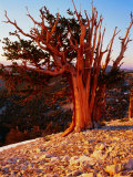 Bristlecone Pine in the White Mountains, eastern California Fotografisk trykk av Rob Blakers Bristlecone Pine in the White Mountains, eastern California Fotografisk trykk av Rob Blakers