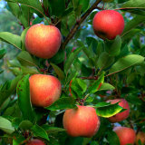 Ripe Apples on a Tree at the Apple Farm, Anderson Valley, Mendocino, California, USA Photographie par Wes Walker