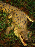 Crocodile, Australia Photographic Print by Chris Mellor