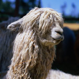 The White Huacaya Alpaca, Arequipa, Peru Lámina fotográfica por Wes Walker