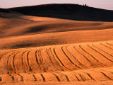 Harvested Wheat Fields, Palouse Region, Palouse, USA Photographic Print by Nicholas Pavloff