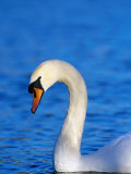 Mute Swan or White Swan (Cygnus Olor), United Kingdom Photographic Print by David Tipling