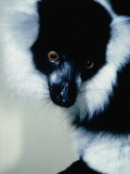 White Ruffled Lemur (Lemur Variegaturs), Madagascar Photographic Print by David Curl