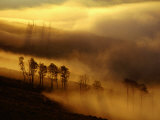 Dawn Mist Clears the Slope of Mt. Washburn, Yellowstone National Park, Wyoming, USA Photographic Print by Gareth McCormack