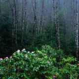 Rhododendren and Western Hemlock Forest in the Del Norte Region, Redwood Nat. Park, California, USA Photographic Print by Wes Walker