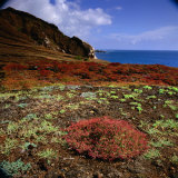 The Endemic Succulent Sesuvium at Punta Pitt, Isla San Cristobal, Galapagos, Ecuador Photographic Print by Wes Walker