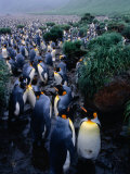 King Penguins (Aptenodytes Patagonicus) at Lusitania Bay Rookery, Macquarie Island, Antarctica Photographie par Grant Dixon