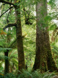 Trees in Forest Mt. Field National Park, Tasmania, Australia Fotografisk trykk av Rob Blakers Trees in Forest Mt. Field National Park, Tasmania, Australia Fotografisk trykk av Rob Blakers