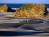 Sand Dune Flora at Farewell Spit on Golden Bay, Nelson, New Zealand Photographie par Paul Kennedy