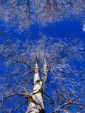 Birch Trees Covered in Frost, Finland Photographic Print by David Tipling