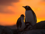 Gentoo Penguins Silhouetted at Sunset on Petermann Island, Antarctic Peninsula Photographic Print by Hugh Rose