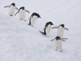 Group of Adelie Penguins at Steep Face of an Iceberg, Antarctic Peninsula Fotografie-Druck von Hugh Rose