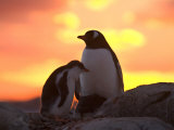 Hugh Rose - Gentoo Penguin and Chick, Antarctica Fotografická reprodukce Hugh Rose - Gentoo Penguin and Chick, Antarctica Fotografická reprodukce