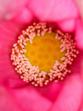 Close-up of Center of Lotus, North Carolina, USA Photographic Print by Joanne Wells