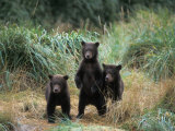 Brown Bear and Three Spring Cubs in Katmai National Park, Alaskan Peninsula, USA Fotografie-Druck von Steve Kazlowski