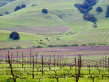 View Overlooking the Viansa Winery, Sonoma Valley, California, USA Photographic Print by Julie Eggers