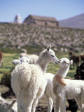 Mother and Baby Alpaca with Catholic Church in the Distance, Village of Mauque, Chile Fotografie-Druck von Lin Alder