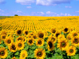 Wild Colors of Sunflowers, Jamestown, North Dakota, USA Fotografisk trykk av Bill Bachmann